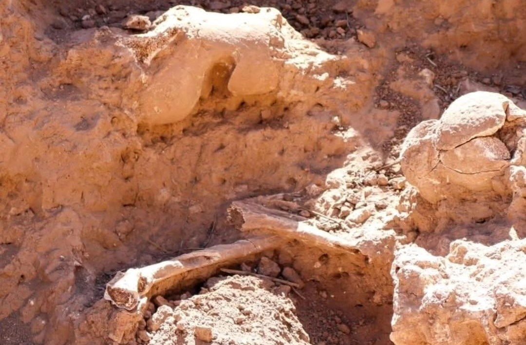 Importante hallazgo Paleontológico en Aconquija: Descubren restos de un Perezoso Gigante