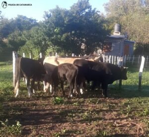AMBATO POLICÍAS SECUESTRARON ANIMALES